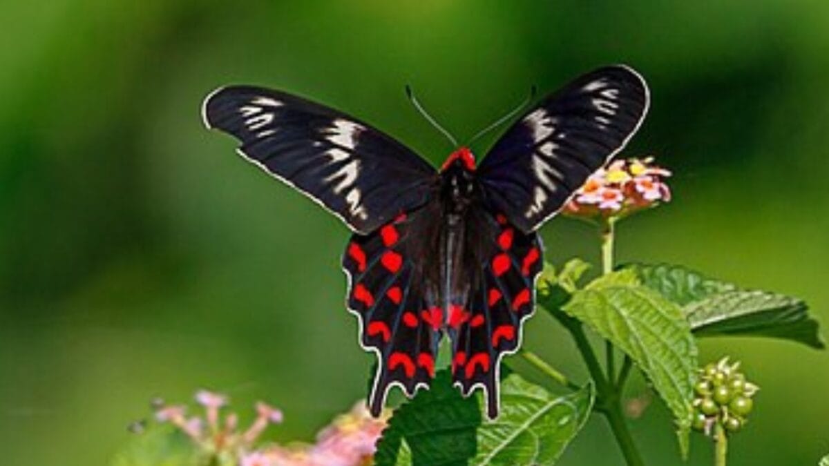 23 Dazzling Photos of the Most Colorful Butterflies on Earth 21 23 Dazzling Photos of the Most Colorful Butterflies on Earth - crimson rose butterfly wc