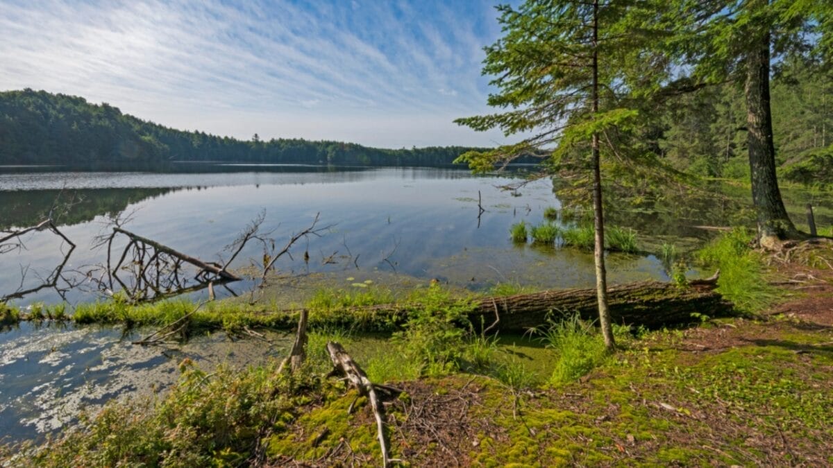 13 U.S. States Where Wolves Still Roam Wild & Free 7 13 U.S. States Where Wolves Still Roam Wild & Free - crooked lake michigan ss1948911787