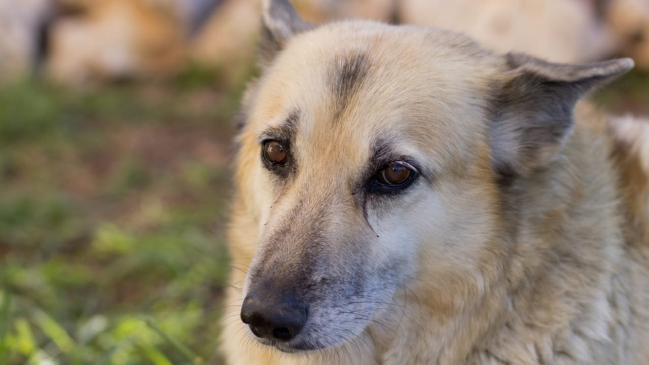 Norwegian Buhund: Why This Viking Dog Could Be Your Best Friend - cute norweigan buhund ss1755301193