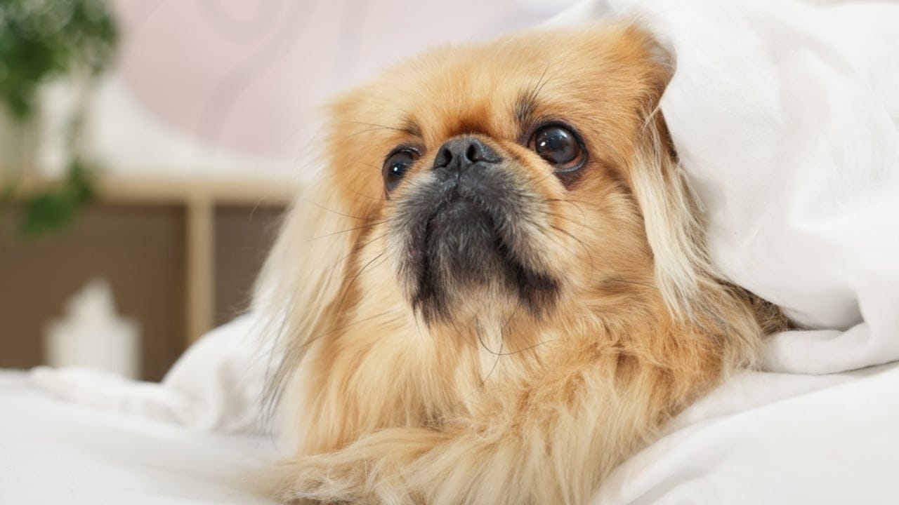 10 Reasons the Pekingese Deserves Its Royal Reputation - cute pekingese ss2254275373