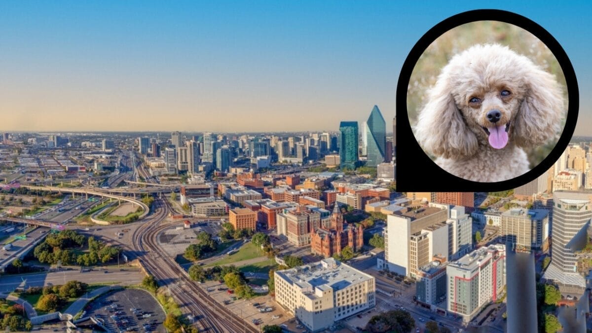15 American Cities With the Cutest Dogs 7 15 American Cities With the Cutest Dogs - dallas texas ss2417723431 dp670981148