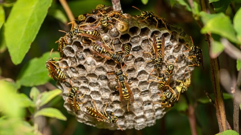 12 Hacks to Keep Wasps Out of Your Yard & Home Next Summer - dangerous wasps in plant dp671518912