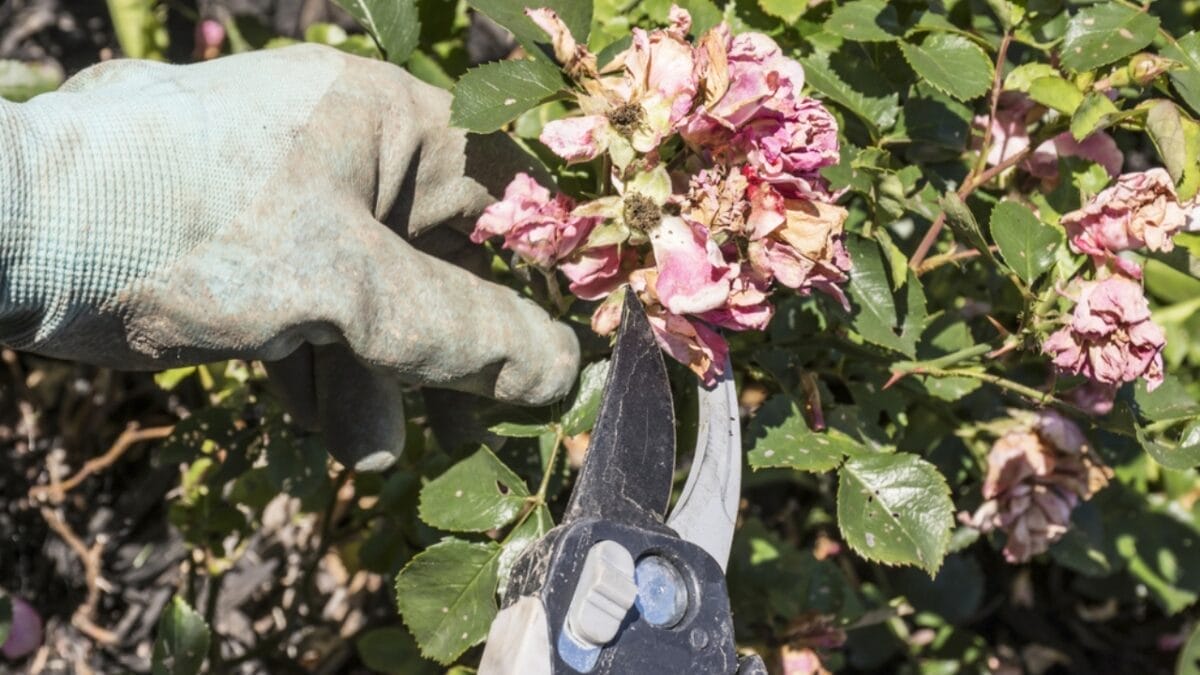 This Simple Deadheading Tweak Transforms Your Garden Flowers into the Biggest, Brightest Blooms 13 This Simple Deadheading Tweak Transforms Your Garden Flowers into the Biggest, Brightest Blooms - deadheading faded flower ss433858696