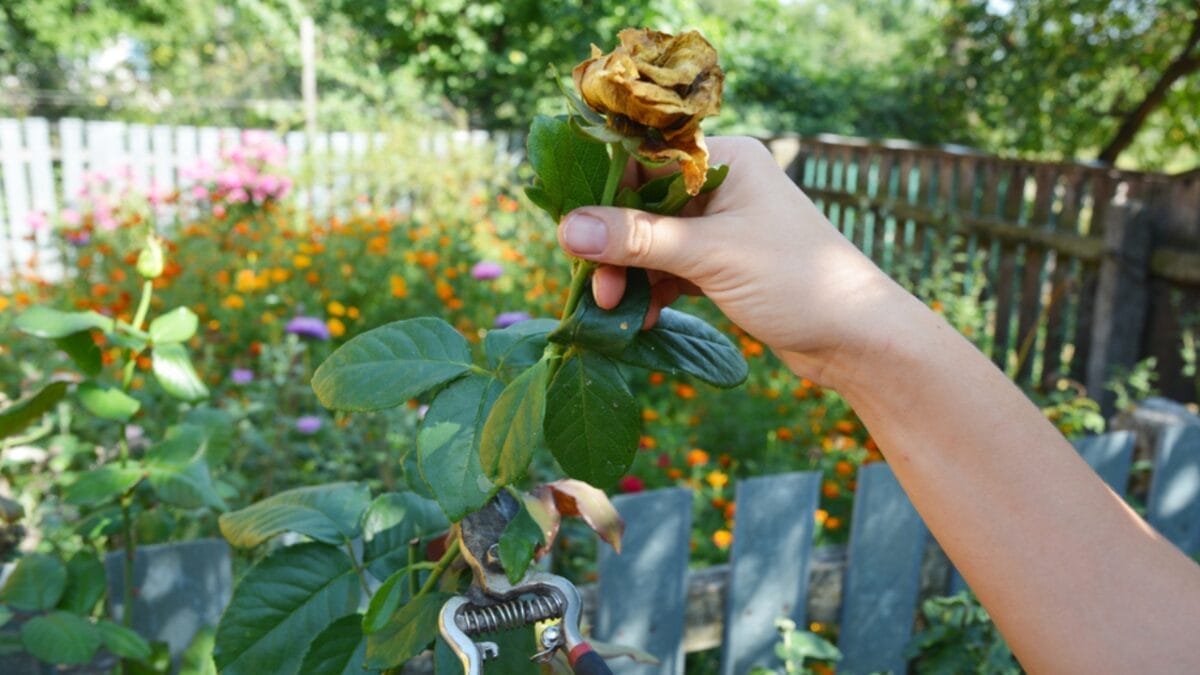This Simple Deadheading Tweak Transforms Your Garden Flowers into the Biggest, Brightest Blooms 9 This Simple Deadheading Tweak Transforms Your Garden Flowers into the Biggest, Brightest Blooms - deadheading flower garden ss1731828385