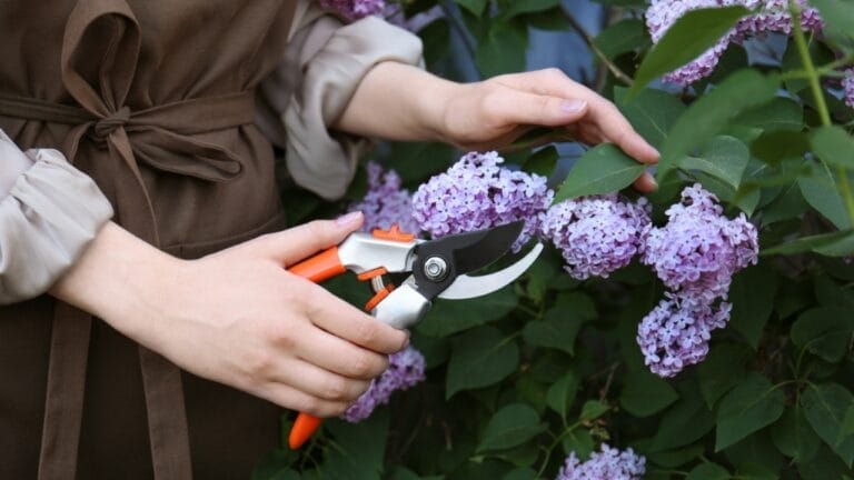 15 of the Best Cut & Come Again Flowers for Continuous Blooms 10 15 of the Best Cut & Come Again Flowers for Continuous Blooms - deadheading flowers ss2339191483