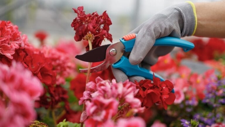 This Simple Deadheading Tweak Transforms Your Garden Flowers into the Biggest, Brightest Blooms 2 This Simple Deadheading Tweak Transforms Your Garden Flowers into the Biggest, Brightest Blooms - deadheading red flower ss2181834843