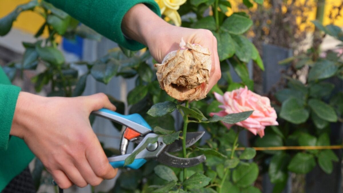 This Simple Deadheading Tweak Transforms Your Garden Flowers into the Biggest, Brightest Blooms 6 This Simple Deadheading Tweak Transforms Your Garden Flowers into the Biggest, Brightest Blooms - deadheading rose flower ss1841160955