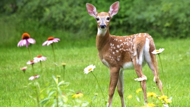 12 Weird But Effective Ways to Turn Your Garden into a Deer-Free Zone 9 12 Weird But Effective Ways to Turn Your Garden into a Deer-Free Zone - deer in garden ss626982125