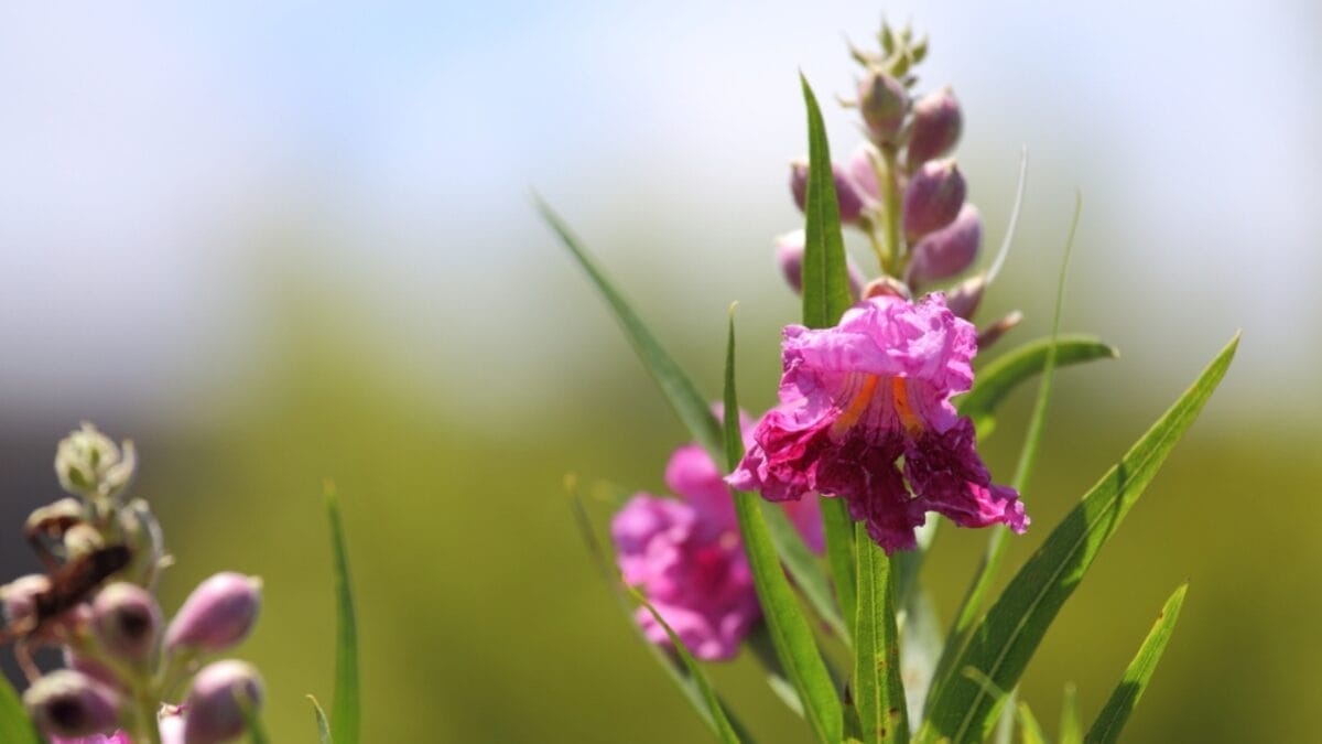 15 Pink Flowering Trees to Add a Splash of Color to Your Garden 16 15 Pink Flowering Trees to Add a Splash of Color to Your Garden - desert willow flower dp75700327