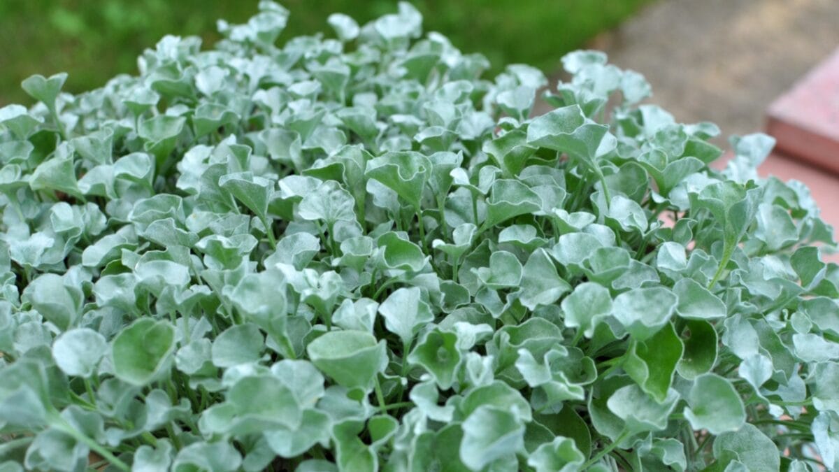 10 Grass Alternatives for a Greener Yard 7 10 Grass Alternatives for a Greener Yard - dichondra dp492031982