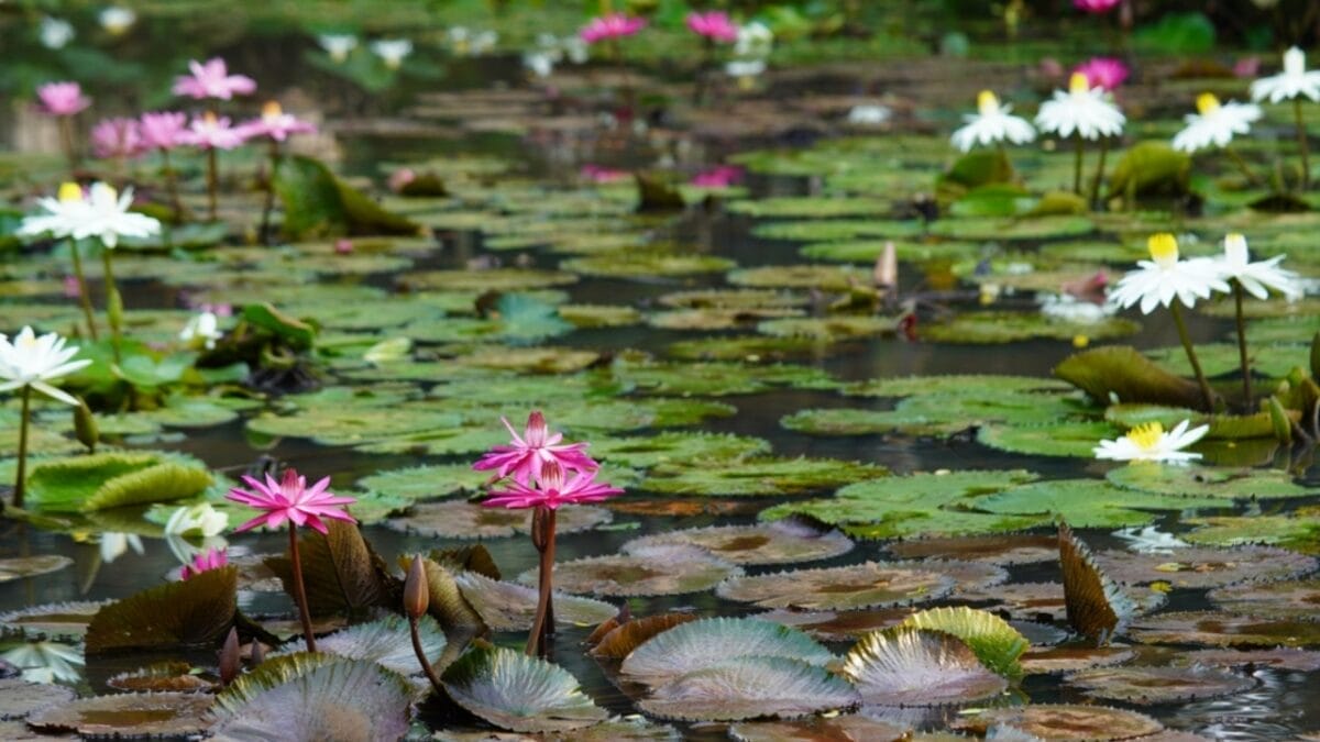 Lessons From the Lotus: The Meaning & Symbolism Behind These Flowers - different types of lotus flower ss2204526483wszswqaswq