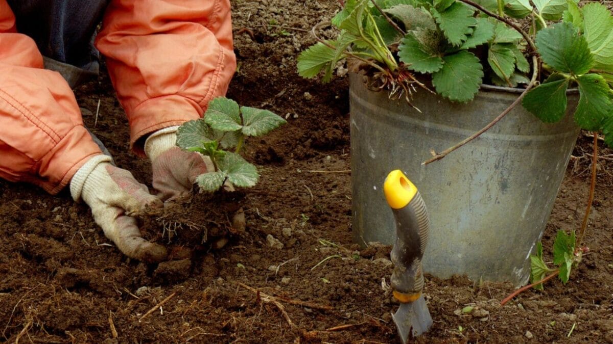 15 Effective Ways to Banish Poison Ivy for Good 12 15 Effective Ways to Banish Poison Ivy for Good - digging up roots dp55743949