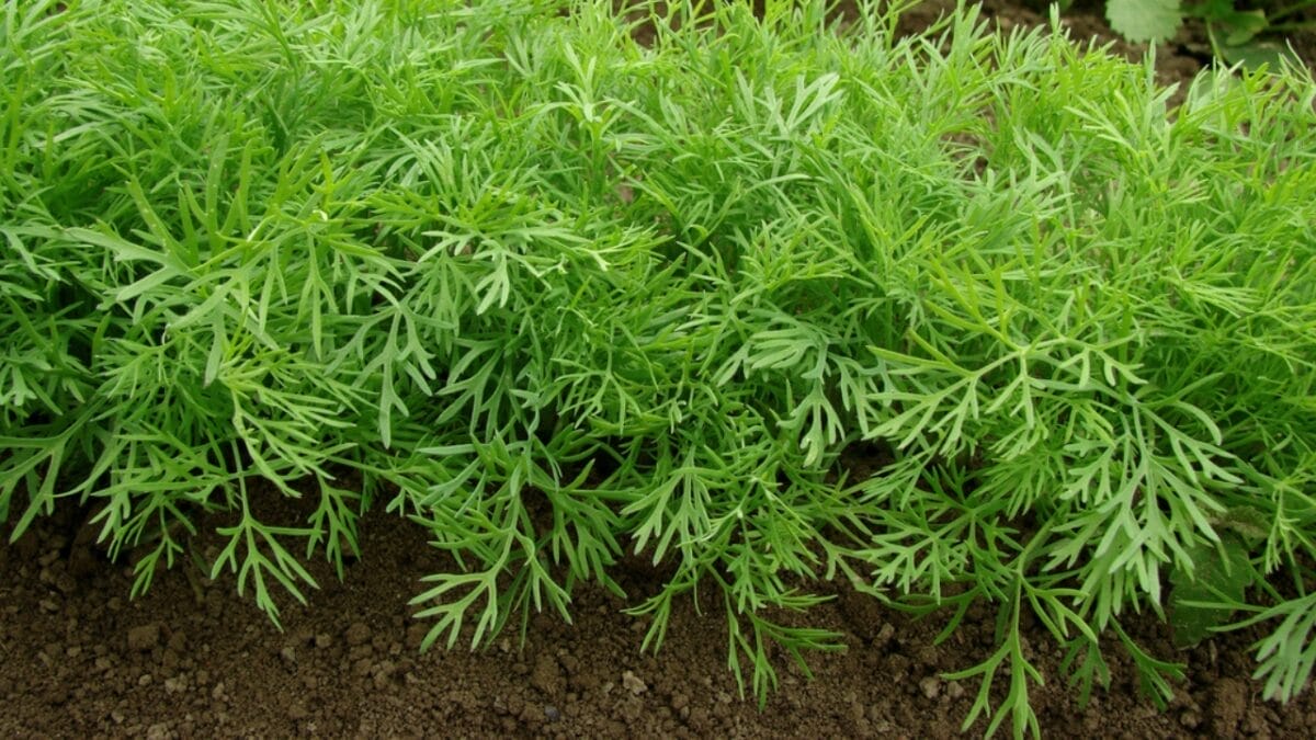 10 Healthy & Healing Herbs That are Good for Dogs 6 10 Healthy & Healing Herbs That are Good for Dogs - dill dp5663512