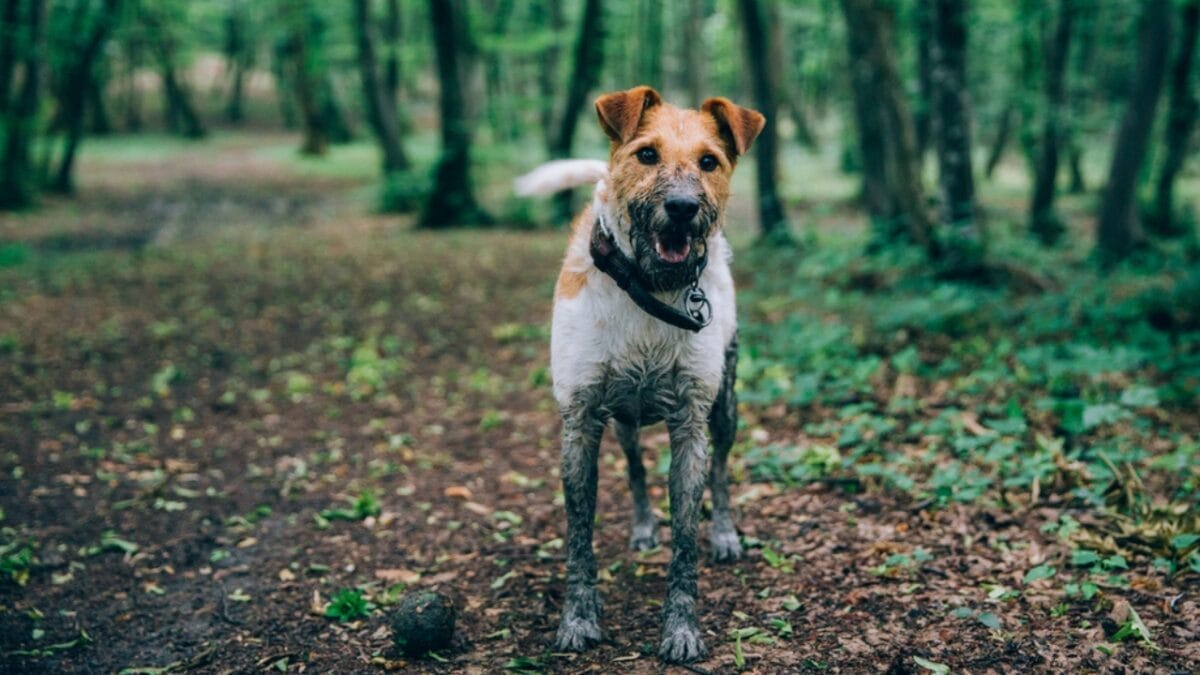 10 Mischievous Habits of the Toy Fox Terrier, the World's Littlest Trickster 5 10 Mischievous Habits of the Toy Fox Terrier, the World's Littlest Trickster - dirty toy fox terrier dog in forest ss1126211120