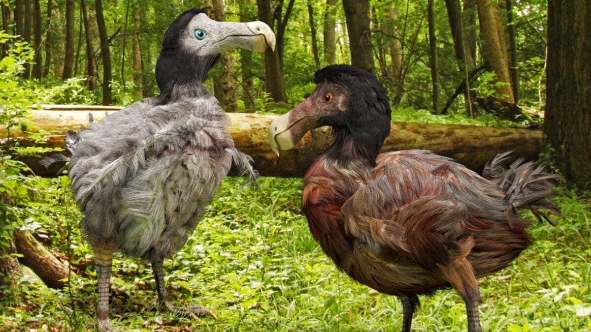 The Lazarus Effect: Could These 15 Extinct Creatures Walk the Earth Again? 6 The Lazarus Effect: Could These 15 Extinct Creatures Walk the Earth Again? - dodo bird dp80089168