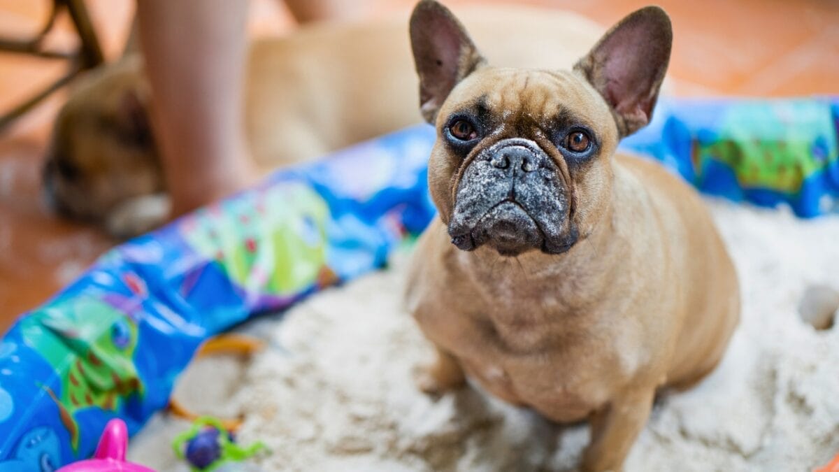 5 DIY Backyard Ideas to Create the Ultimate Dog-Friendly Space 4 5 DIY Backyard Ideas to Create the Ultimate Dog-Friendly Space - dog backyard sandbox digging dp495921510