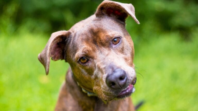 12 Dog Facial Expressions & What They Really Mean 3 12 Dog Facial Expressions & What They Really Mean - dog head tilt ss2456249057