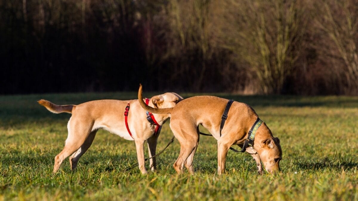 12 strange dog behaviors explained by science 2 12 strange dog behaviors explained by science - dog sniffing butt dp100547022