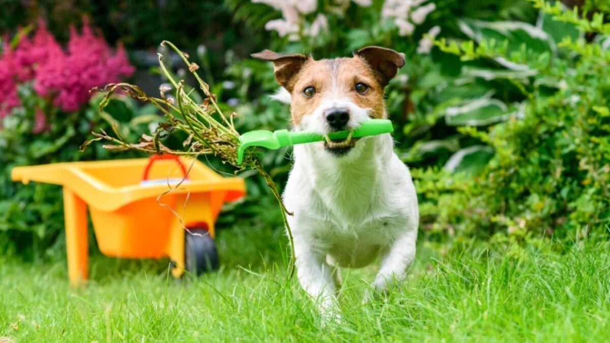 Combat Dog Boredom: 18 Ideas to Stimulate Your Pup's Mind 17 Combat Dog Boredom: 18 Ideas to Stimulate Your Pup's Mind - dog cleaning ss1350383114