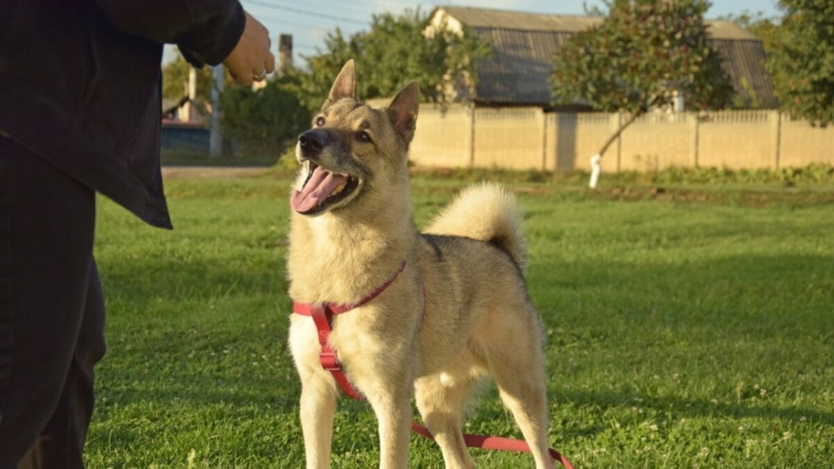 15 Dog Training Pitfalls to Avoid for a Better Bond with Your Pet 3 15 Dog Training Pitfalls to Avoid for a Better Bond with Your Pet - dog clicker training ss2220125641