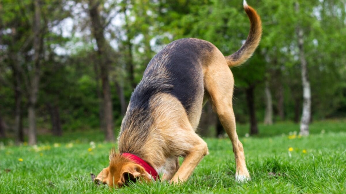 5 DIY Backyard Ideas to Create the Ultimate Dog-Friendly Space 3 5 DIY Backyard Ideas to Create the Ultimate Dog-Friendly Space - dog digging ss1372642154