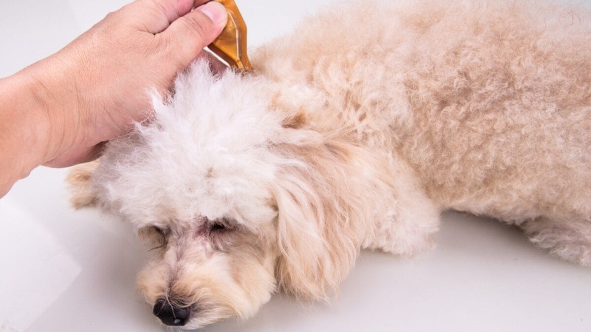 What You Didn't Know About Protecting Your Dog from Fleas & Tick Paralysis 7 What You Didn't Know About Protecting Your Dog from Fleas & Tick Paralysis - dog essential oil dp257046290