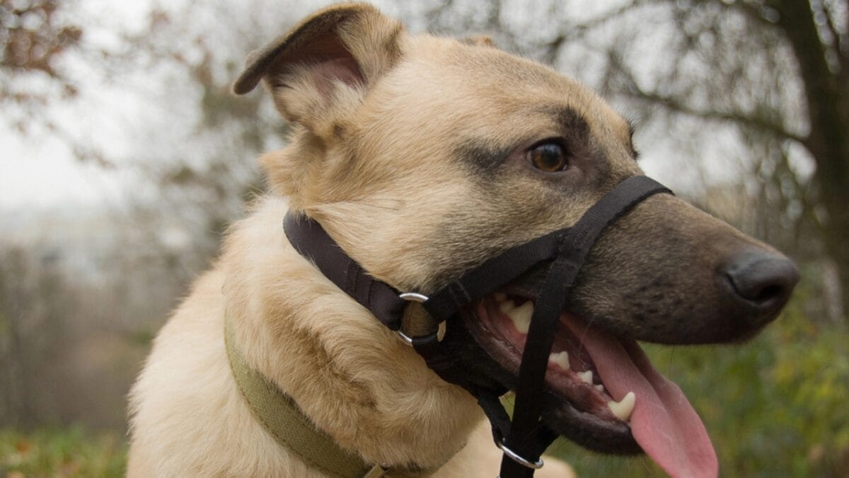 15 Tips to Stop Your Dog from Pulling on the Leash 15 15 Tips to Stop Your Dog from Pulling on the Leash - dog head halter dp16854873