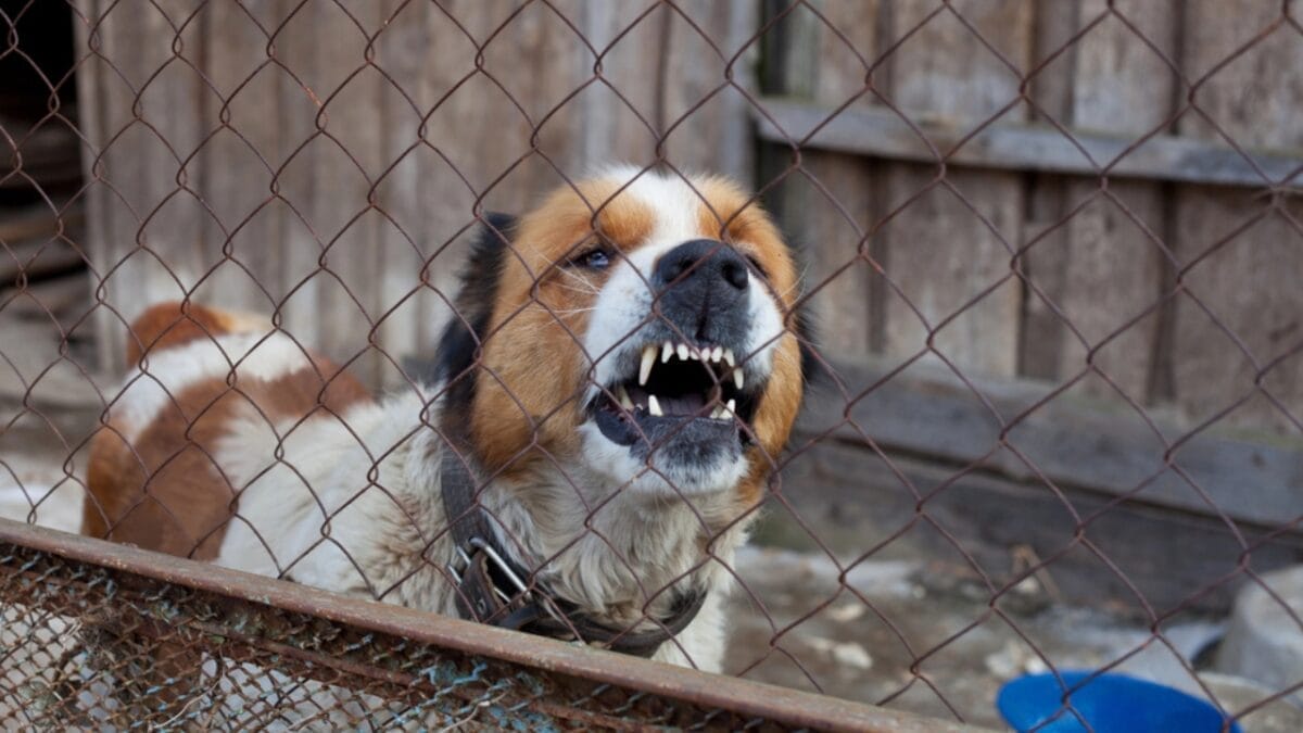 15 Dog Behaviors You’re Probably Misunderstanding 14 15 Dog Behaviors You’re Probably Misunderstanding - dog in shelter aggressive dp69200635