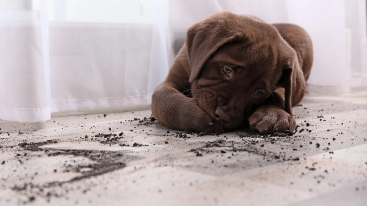 10 Subtle Signs of Dog Dementia Every Pet Parent Should Know 4 10 Subtle Signs of Dog Dementia Every Pet Parent Should Know - dog indoor accident dp245795080