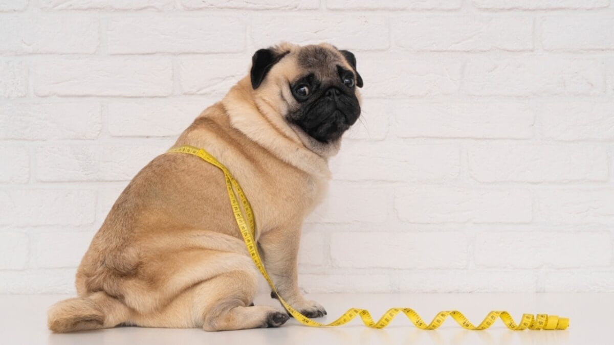 more than 50% of all pets are overweight & why nobody noticed until now 2 more than 50% of all pets are overweight & why nobody noticed until now - dog overweight ss2249095111