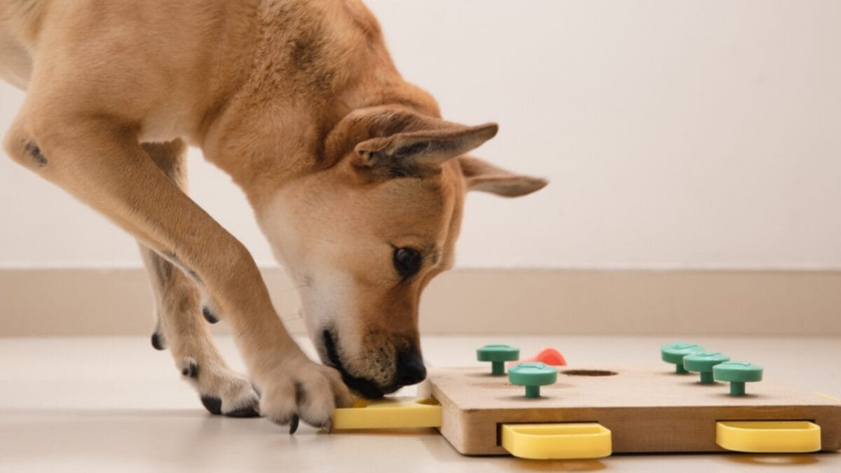 35 Fun Ways to Keep Your Dog Entertained Indoors - dog playing puzzle ss2338450485