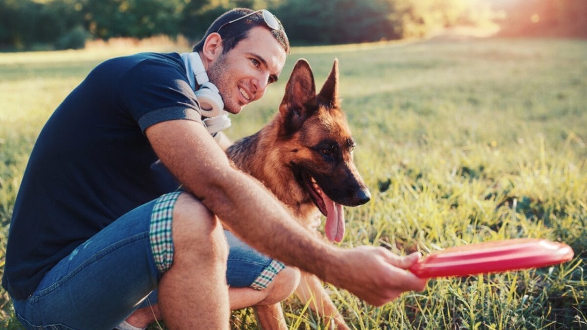 Combat Dog Boredom: 18 Ideas to Stimulate Your Pup's Mind 18 Combat Dog Boredom: 18 Ideas to Stimulate Your Pup's Mind - dog playing ss668787193