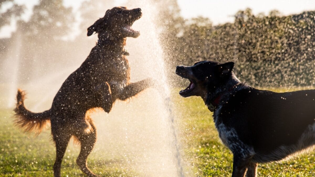 5 DIY Backyard Ideas to Create the Ultimate Dog-Friendly Space 6 5 DIY Backyard Ideas to Create the Ultimate Dog-Friendly Space - dog playing water ss1248023188