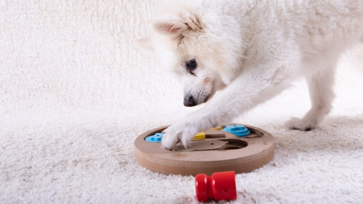 35 Fun Ways to Keep Your Dog Entertained Indoors - dog puzzle game ss2228651481