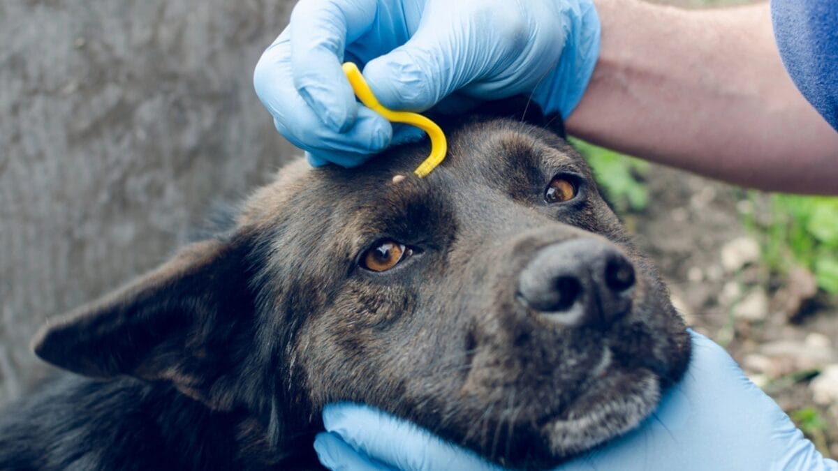 15 Dog Care Mistakes You May Not Realize You’re Making 11 15 Dog Care Mistakes You May Not Realize You’re Making - dog removing flea dp192928532