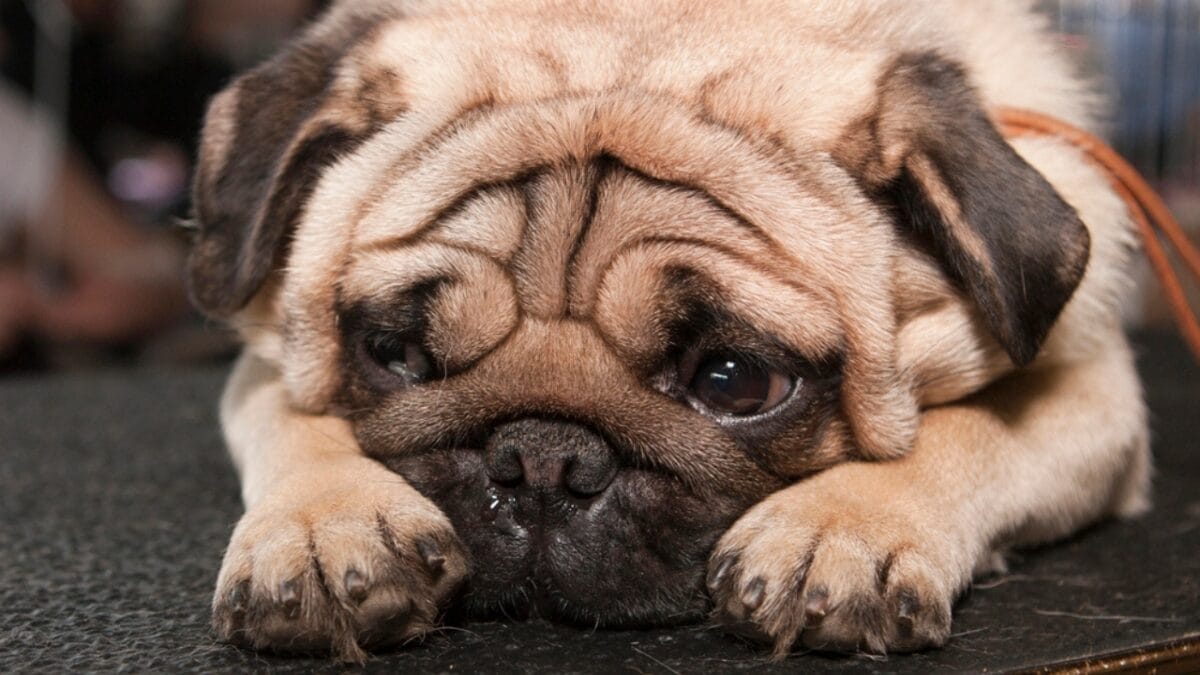 15 Common Habits Your Dog Secretly Wishes You’d Stop Doing 16 15 Common Habits Your Dog Secretly Wishes You’d Stop Doing - dog sad dp64876063