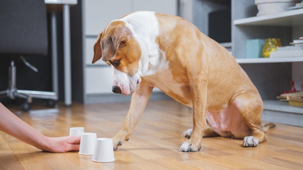 35 Fun Ways to Keep Your Dog Entertained Indoors - dog shell game ss1617533356