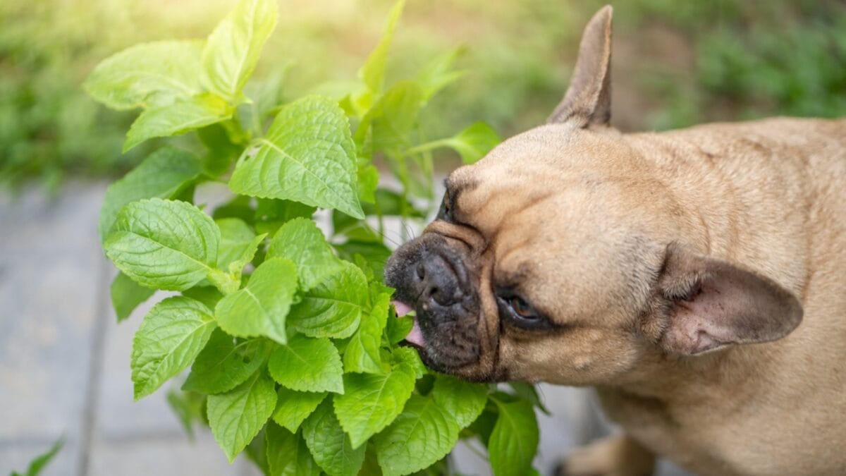 35 Fun Ways to Keep Your Dog Entertained Indoors - dog smelling plant ss2004766145