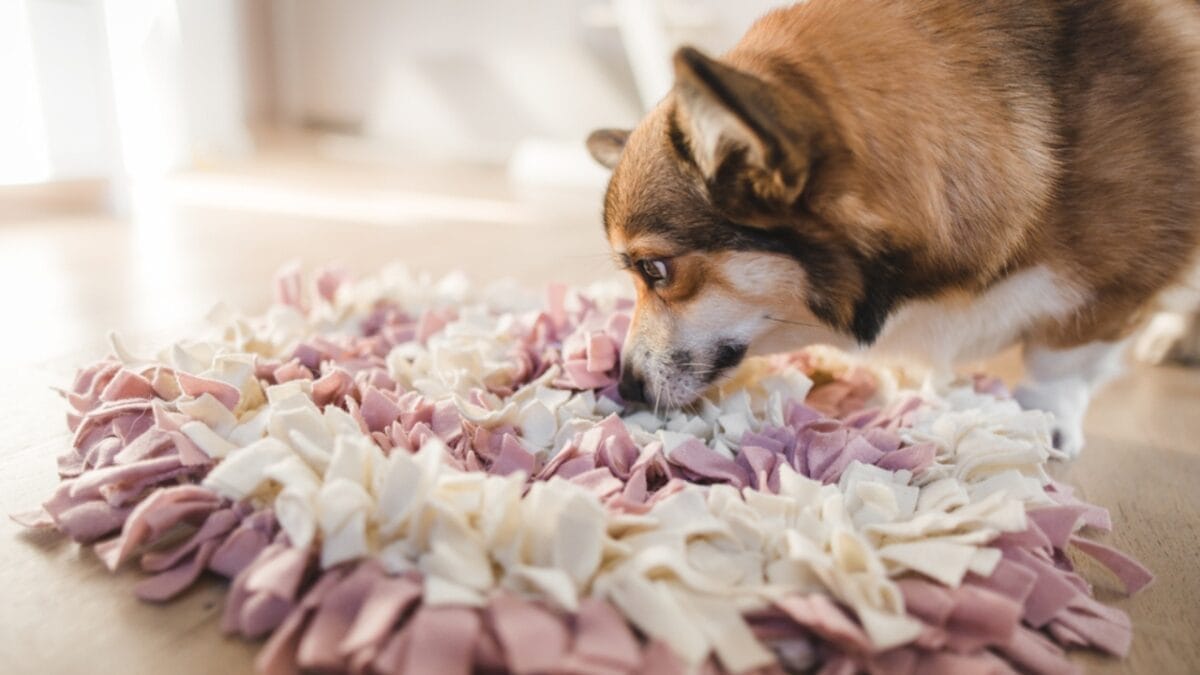 35 Fun Ways to Keep Your Dog Entertained Indoors - dog smelling ss1872837814