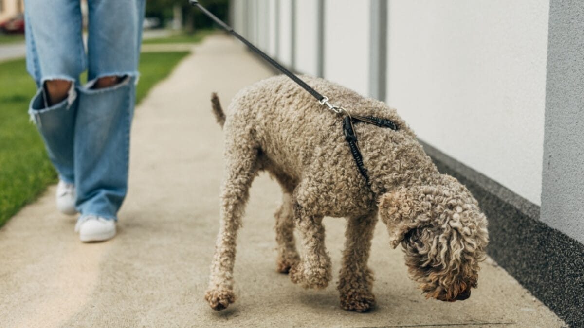 10 Reasons Your Dog’s Nose Is Their Greatest Superpower 11 10 Reasons Your Dog’s Nose Is Their Greatest Superpower - dog sniffing walk ss2310659571