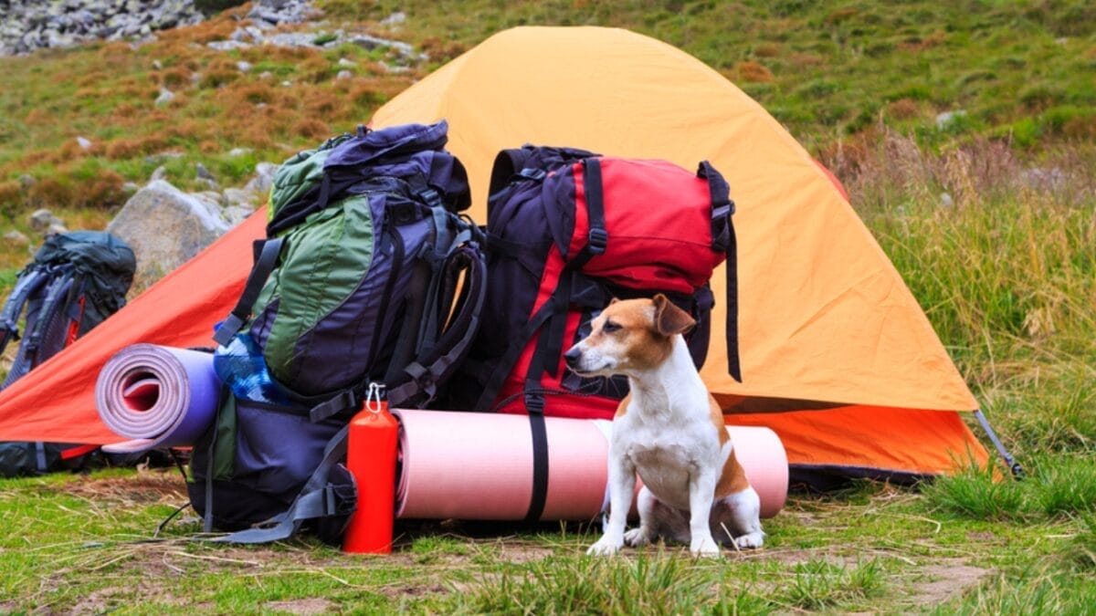 25 Extraordinary Ways to Bond With Your Dog Beyond the Leash 9 25 Extraordinary Ways to Bond With Your Dog Beyond the Leash - dog things dp82140048