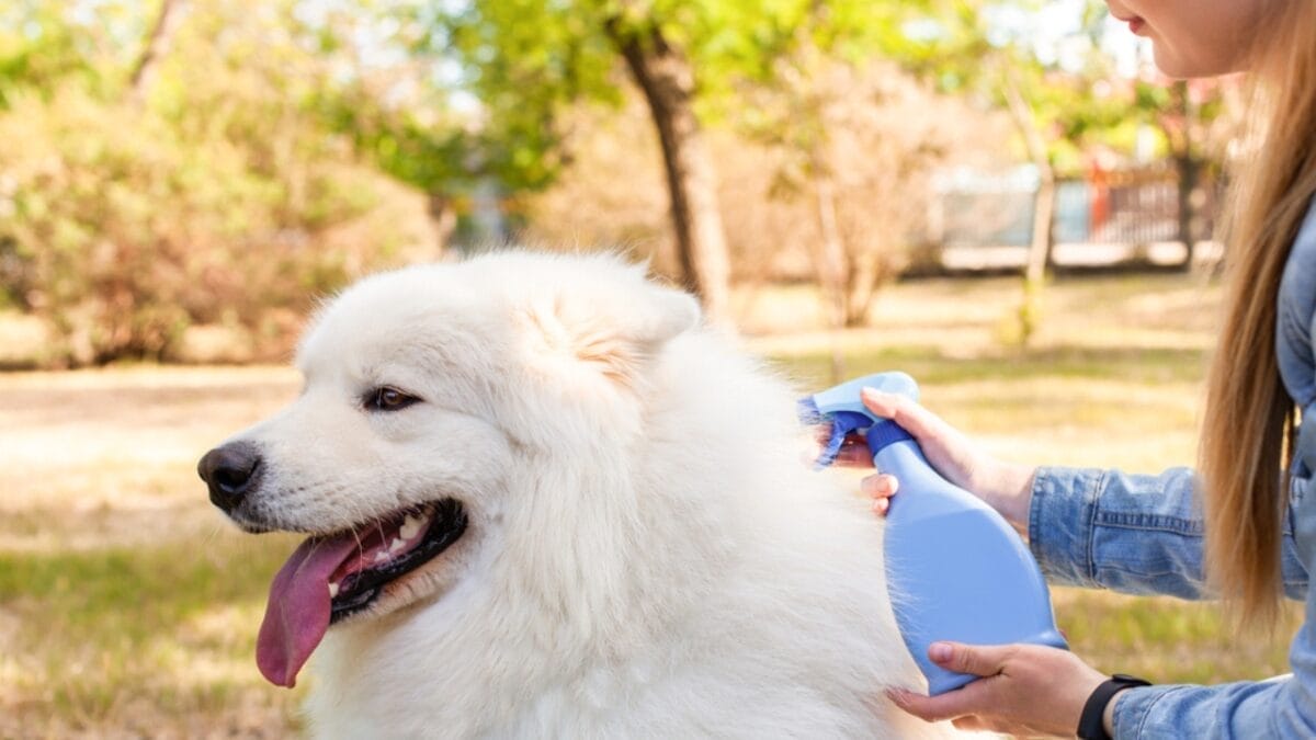 What You Didn't Know About Protecting Your Dog from Fleas & Tick Paralysis 6 What You Didn't Know About Protecting Your Dog from Fleas & Tick Paralysis - dog tick spray ss1742325380