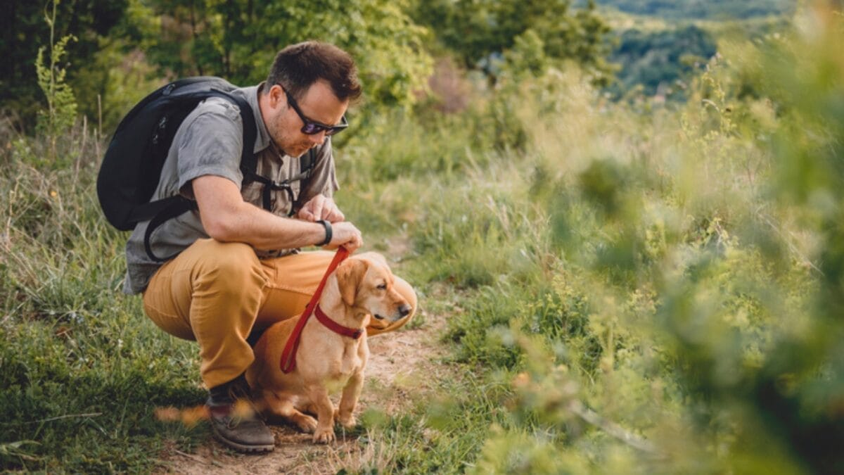 Paws on Trails: 7 Tips for Hiking with Your Dog 3 Paws on Trails: 7 Tips for Hiking with Your Dog - dog trail dp170093550