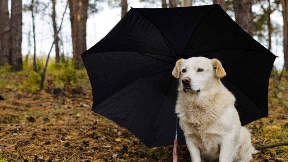 Paws on Trails: 7 Tips for Hiking with Your Dog 7 Paws on Trails: 7 Tips for Hiking with Your Dog - dog umbrella dp169665718
