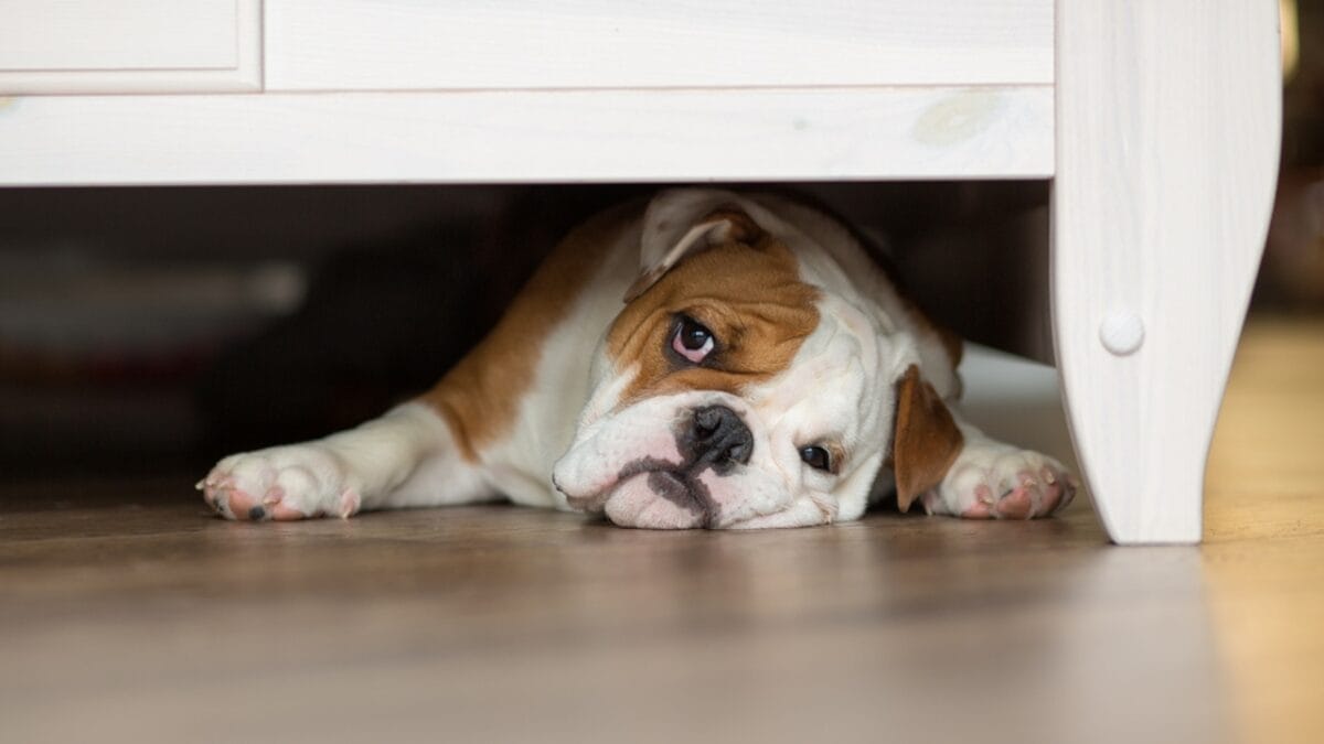 10 Subtle Signs of Dog Dementia Every Pet Parent Should Know 1 10 Subtle Signs of Dog Dementia Every Pet Parent Should Know - dog under bed ss601736738