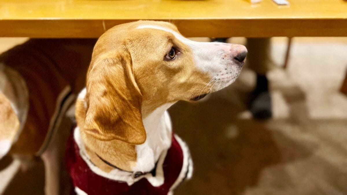 20 U.S. Dog-Friendly Attractions: Pup-Approved Adventures 9 20 U.S. Dog-Friendly Attractions: Pup-Approved Adventures - dog under table ss2107809170