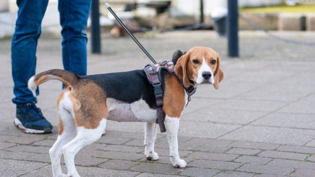 Stop Your Dog from Pulling on the Leash in 3 Simple Steps - dog walking with leash ss1923081272