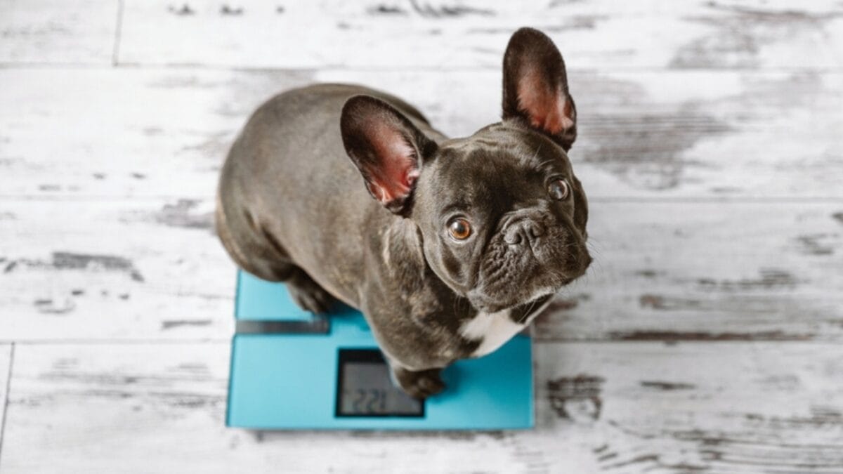 Growing Old Together: 10 Tips for Keeping Your Senior Dog Happy, Healthy & Full of Love 9 Growing Old Together: 10 Tips for Keeping Your Senior Dog Happy, Healthy & Full of Love - dog weight ss2061177353