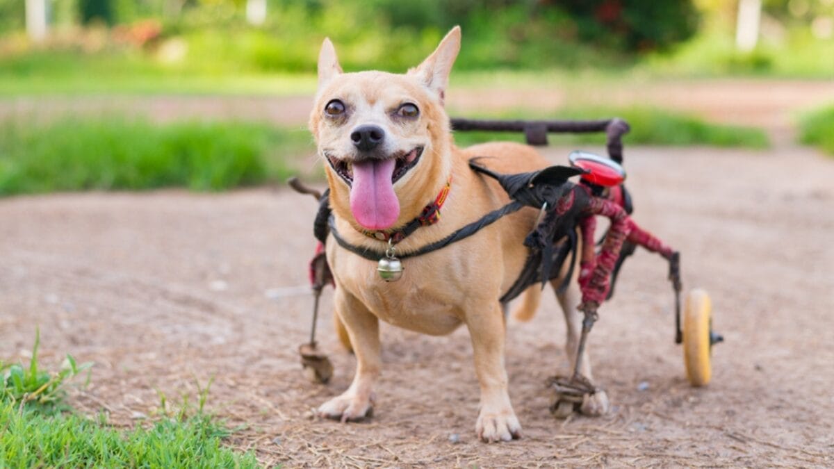 more than 50% of all pets are overweight & why nobody noticed until now 4 more than 50% of all pets are overweight & why nobody noticed until now - dog wheelchair ss741948190