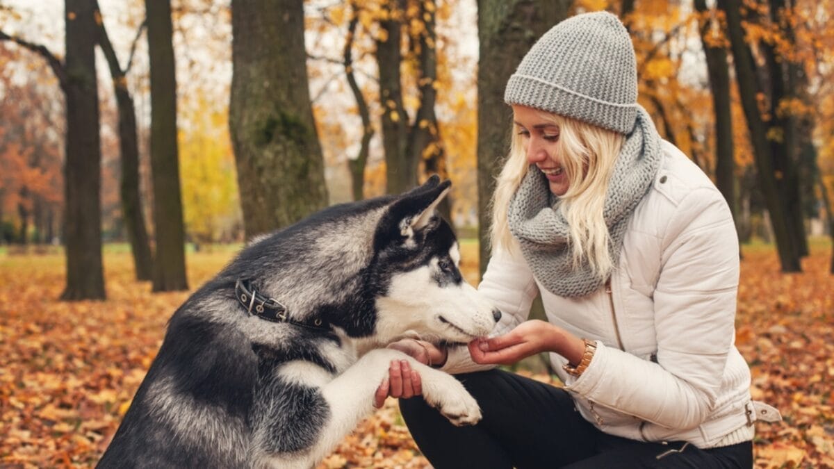 Simple Peanut Butter Banana Dog Treats to Make at Home 3 Simple Peanut Butter Banana Dog Treats to Make at Home - dog with chicken treats dp209793078